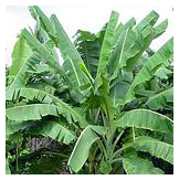 Banana Tree