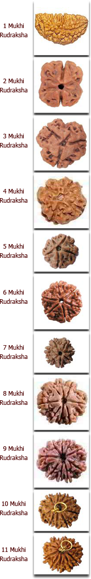 1 Mukhi Rudraksha